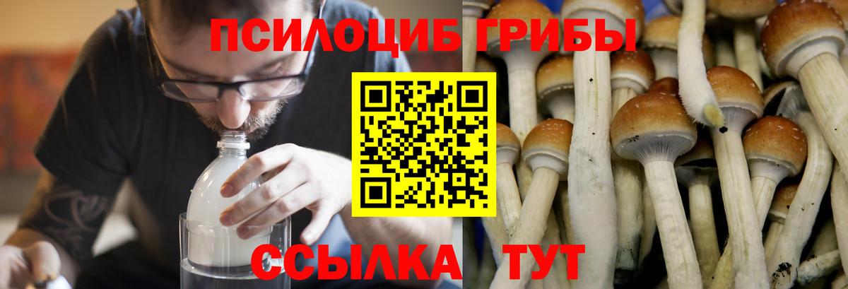 Галлюциногенные грибы Psilocybe  Вход с VPN  Псилоцибиновые грибы Psilocybe  Асино 